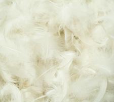 Relleno pluma de ave