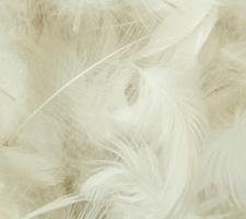 Relleno pluma de ave