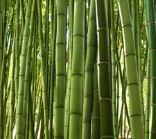 Protector almohada bambú